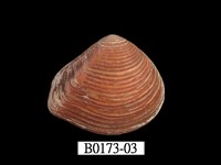 藏品(娜娜厚蛤)的圖片